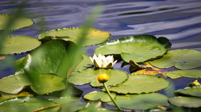 Åkander: Nøkkens blomster