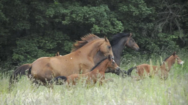 Agria Dyreforsikring har samlet en række gode råd til, hvordan vi bedst hjælper hesten igennem sommervarmen.