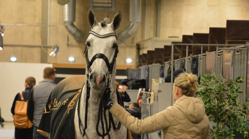 Til alle Dansk Varmblods arrangementer skal gyldigt vaccinationsbevis kunne fremvises. Arkivfotos: Camilla Bønløkke
