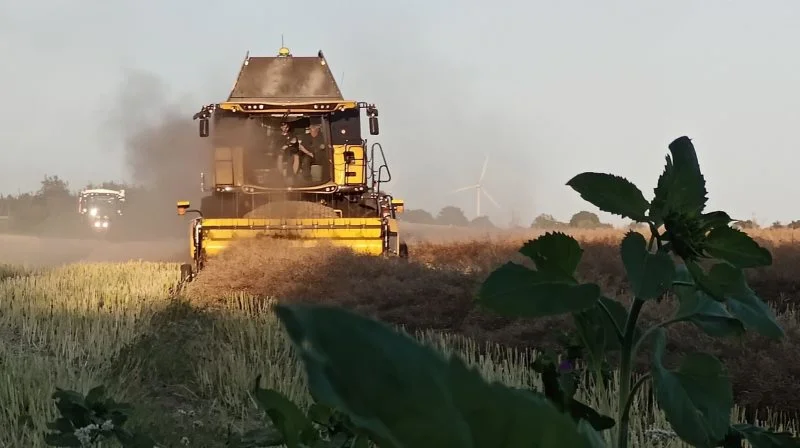 Her bliver den skadede vinterraps tærsket med kun halvt udbytte.