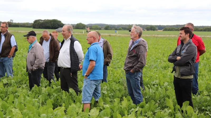 KWS inviterer i samarbejde med BASF igen i år roedyrkerne til de populære fyraftensmøder på Sjælland og Lolland-Falster. Foto: Jørgen P. Jensen