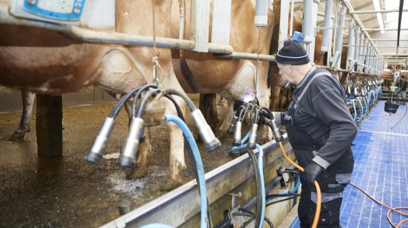Et »worst-case«-scenario for den kommende tid er uændrede priser, og det vil ikke overraske, hvis priserne stiger yderligere fra det nuværende niveau gående ind i 2025, skriver Benjamin Høegh i sin analyse. Arkivfoto: Erik Hansen
Afgørende for, at dette holder, er dog, at markedsudviklingen med faldende produktion og stabil efterspørgsel fortsætter. En recession i USA eller Europa kan dog påvirke dette billede og gøre, at dette ikke realiseres.
Arkivfoto: Erik Hansen