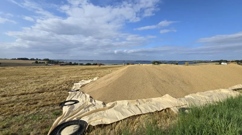 Her på Djursland er man blandt dem, der er længst fremme med høsten. Fotos: Jørgen P. Jensen