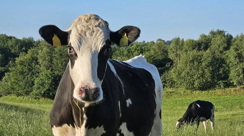 Smitten med bluetongue spreder sig hurtigt - og især dyr på græs er ifølge Helle Slot, der er dyrlæge og praksisejer i Thy samt formand for kvægdyrlægerne i Dyrlægeforeningen, udsatte. Arkivfoto: Line Brusgaard