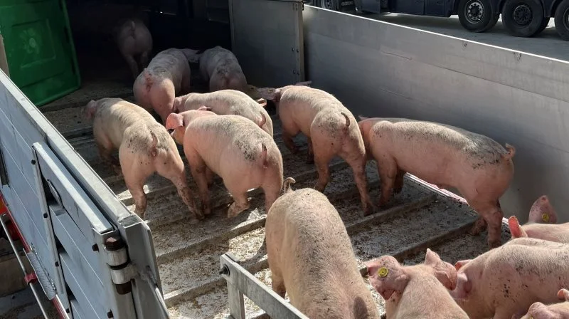 Flere hverdage inden den planlagte afgang med grisene skal der laves ruteplaner, kaldet logbøger, der skal godkendes hos Fødevarestyrelsen. Foto: Jesper Hallgren