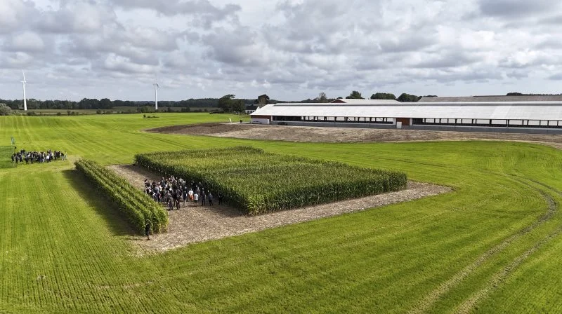 Ved den fynske grovfoderdag på Grønnemosegaard ved Gudbjerg fik 150 kvægfolk og øvrige deltagere præsenteret 18 majsparceller og 11 græsblandinger. I baggrunden den 3.600 kvadratmeter nye kviestald. Fotos: Erik Hansen