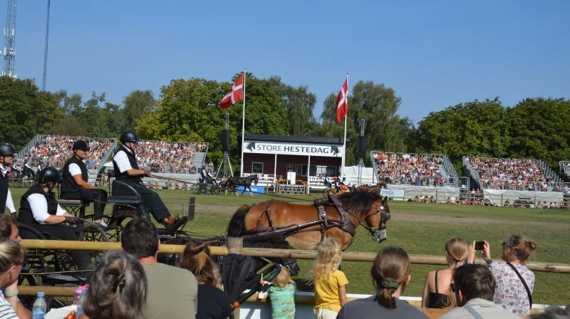 Store Hestedag i Roskilde blev som de foregående år en succes. Hele 31.071 gæster fandt vej til Dyrskuepladsen i løbet af weekenden. Foto: Camilla Bønløkke
