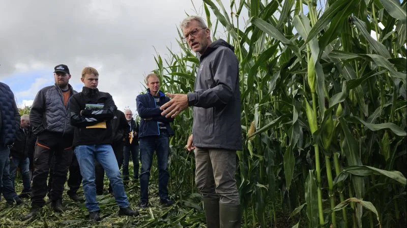 De seneste par uger er kolbeudviklingen gået hurtigere end Jens Bagge, Sejet Planteforædling, tidligere har set. Fotos: Christian Carus