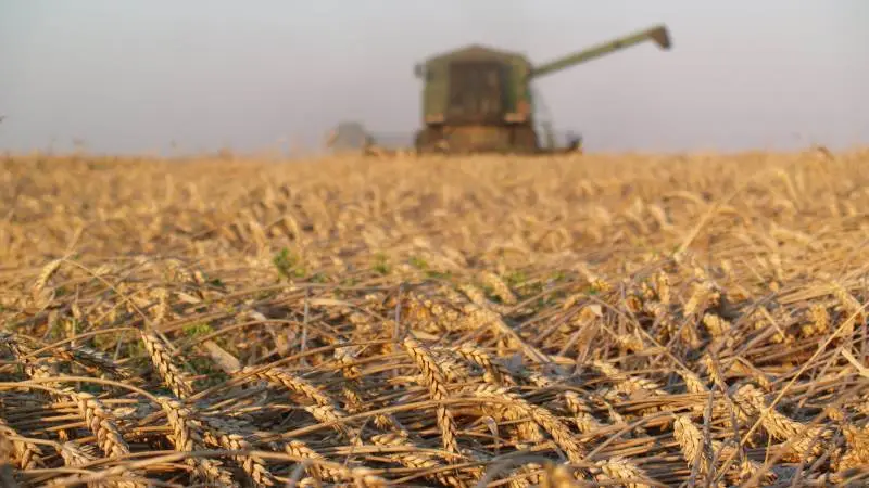 Foto Agrofoto: Kraftig lejesæd nedsætter tærske kapaciteten og kvaliteten