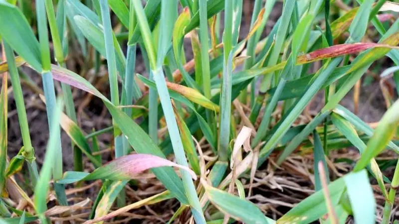 Det optimale høsttidspunkt for grønrug er ifølge Seges, når planten allersenest er i vækststadie 39, som er godt en uge før, den begynder at skride. Således har du god chance for at ramme en fordøjelighed (FK organisk stof), som er over 75. Arkivfoto