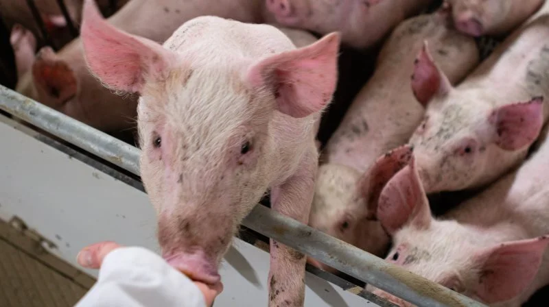 Kontakt mellem dyr og mennesker øger risikoen for overførsel med influenza mellem dyr og mennesker. Derfor bør både grise og mennesker blive vaccineret, ligesom man ikke bør gå i stalden, hvis man har influenzasymptomer. Arkivfoto: Anne Wolfenberg