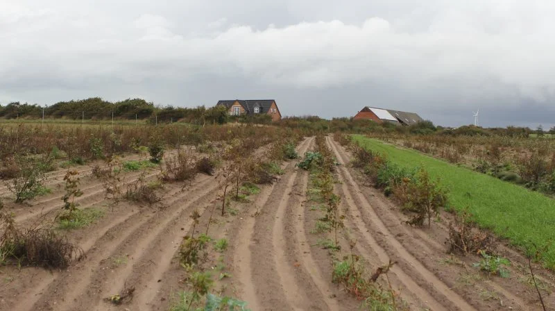Det er usandsynligt, at EU-tilskuddet, der er med til at finansiere skovrejsningen i den grønne trepartsaftale, fortsætter de næste mange år på samme niveau, vurderer Poul Erik Jørgensen, der er tidligere landbrugsdirektør i Nykredit. Arkivfoto: Line Brusgaard