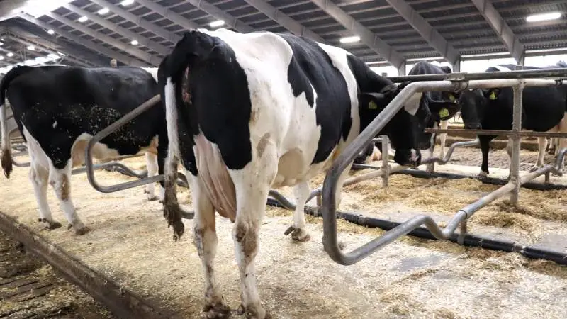 Mange besætninger forsøger at gøre overgangen fra malkeko til goldko lettere med fasefodring og forsuring ugerne inden kælvning. Det kræver dog stadig en masse management at få koen gnidningsfrit igennem forløbet, skriver LMO. Fotos: Ditte Birkebæk Jensen