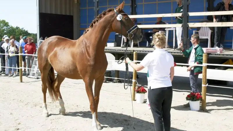 Der er nu dannet en erfagruppe for trakehner på Sjælland. Arkivfoto
