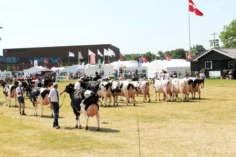 Masser af flotte dyr i dyrskueringen på Det Sønderjyske Fællesdyrskue – her præsentationen af den store Holstein-gruppe ved skuet sidste år. Arkivfoto: John Ankersen