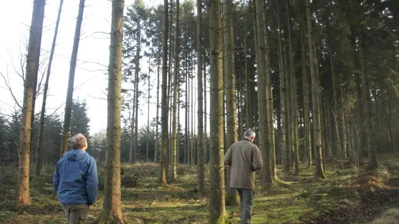 Langsom udbetaling på skov med biodiversitetsformål og privat skovrejsning i 2019, lyder det fra Landbrugsstyreslen