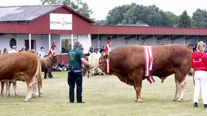 Det er frem til den 15. maj muligt at tilmelde kvæg og får via dyrskuets hjemmeside. Foto: Erik Hansen