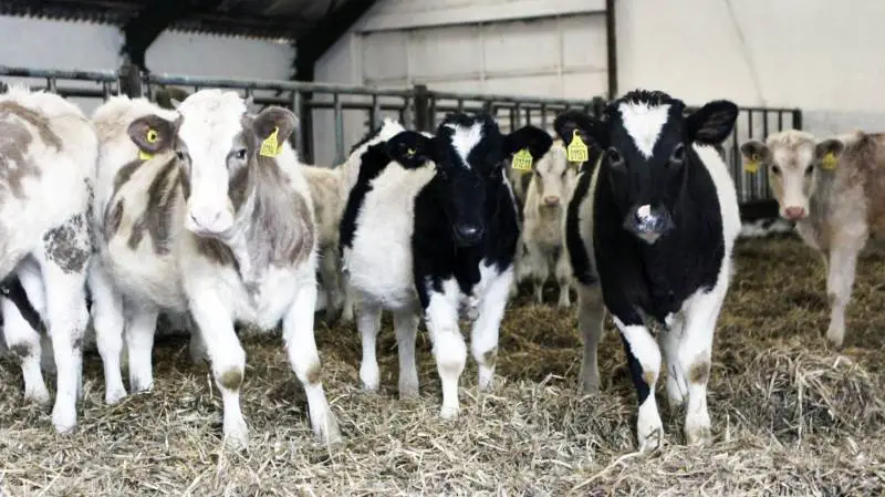 Det er populært som aldrig før at krydse sin malkerace med kødkvæg. Seges opdaterer løbende lister med de bedst egnede kødkvægstyre til formålet. Foto: Ditte Birkebæk Jensen