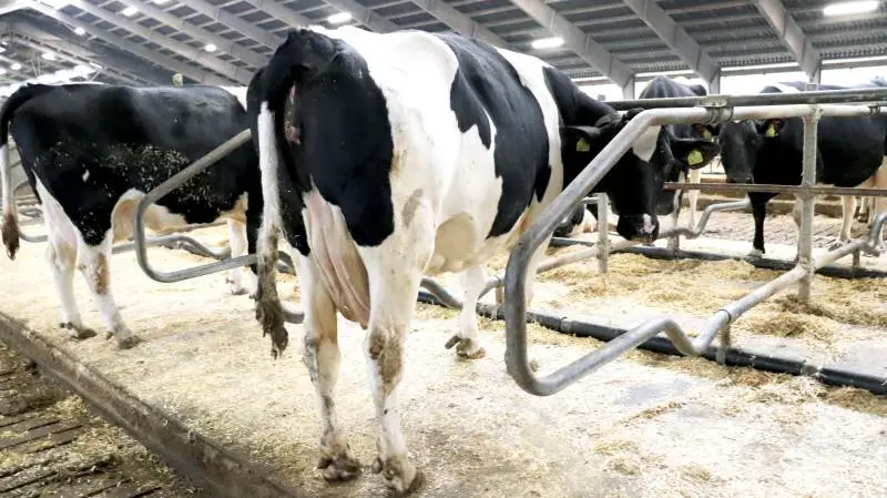 Mange besætninger forsøger at gøre overgangen fra malkeko til goldko lettere med fasefodring og forsuring ugerne inden kælvning. Det kræver dog stadig en masse management at få koen gnidningsfrit igennem forløbet, skriver LMO. Fotos: Ditte Birkebæk Jensen