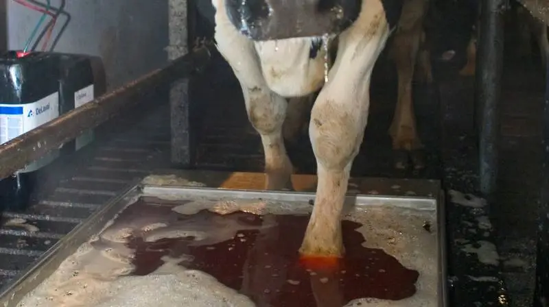 Spiras anbefaler, at man stopper med at bruger formalin ved klovbad, og i stedet holder sig til de alternative klovplejemidler som Intra Fit Hoof Bath eller HooFoss. Arkivfoto