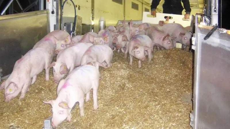 Det nye Danavl-selskab har skrevet kontrakt med tre nye agenter på det tyske marked. En i Belgien samt en, der dækker Italien, Tjekkiet og Slovakiet.