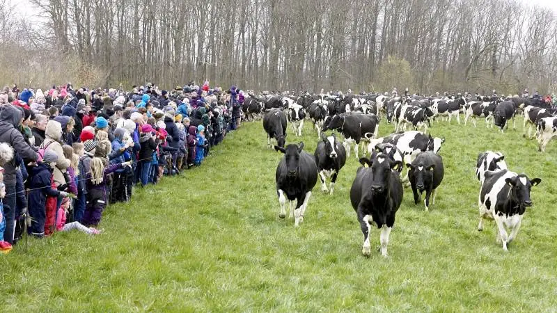 Trods deres debut ved økodagen optrådte de 210 sortbrogede køer i Eskildstrup meget scenevante for de 4.000 gæster, da staldporten præcis klokken tolv blev åbnet Palmesøndag.