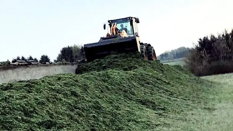 Allerede 24. april hentede Steen Skov første læs græs hjem til bedriften. Det italienske rajgræs gav 1.200 foderenheder pr. hektar. Privatfoto