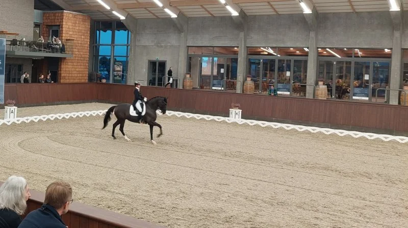 Hannoveraner Avlsforeningen i Danmark afholder i samarbejde med Randbøl Dressage Academy et spændende arrangement torsdag den 6. februar. Arkivfoto: Camilla Bønløkke