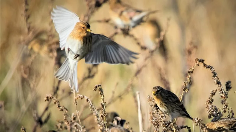 Bjergirisken er en lille, gulnæbbet fugl fra Nordskandinavien, som om vinteren ses i store flokke på danske strandenge, især i Nord- og Vestjylland, på Fyn og Langeland.