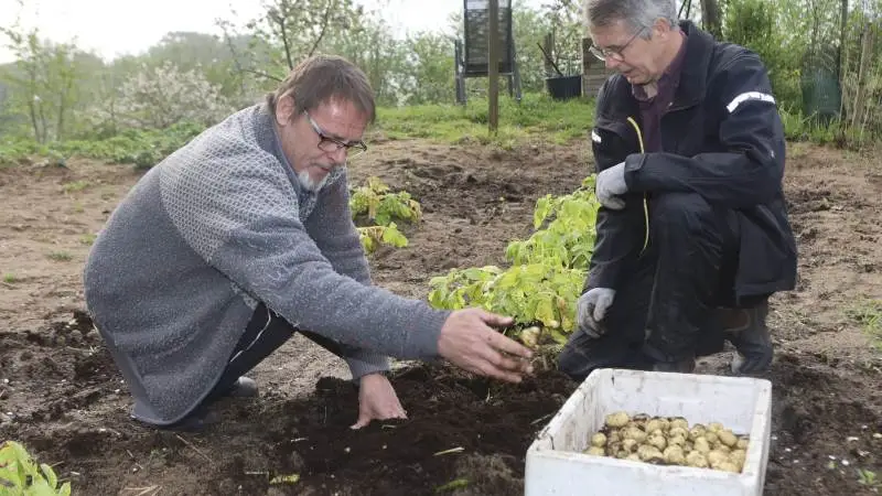 Michael Ø. Lund (tv) graver sine vinderkartofler op i haven i Vantinge, mens sekretær i Danmarks Kartoffel Råd, planteavlskonsulent Jens Kr. Ege Olsen kontrollerer. Ved 10 planter fandt de i alt 5.513 gram Solist-kartofler. Foto: Erik Hansen