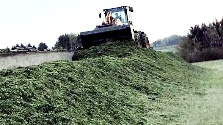Allerede 24. april hentede Steen Skov første læs græs hjem til bedriften. Det italienske rajgræs gav 1.200 foderenheder pr. hektar. Privatfoto