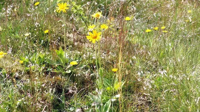 Staten har opkøbt seks store naturområder med et mål om, at mere sammenhæng i naturen skal give mere plads til truede arter, som eksempelvis guldblommen på Fyn. Pressefoto