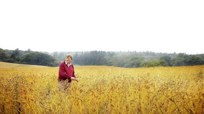 Jørn Ussing, produktchef i Aurion, har gennem flere årtier arbejdet tæt sammen med landbruget på Livø om at teste over 20 gamle kornsorter som spelt og svedjerug. Her besøger han en af Livøs marker med hvedesorten goldblume. Foto: Hans Christian Jacobsen
