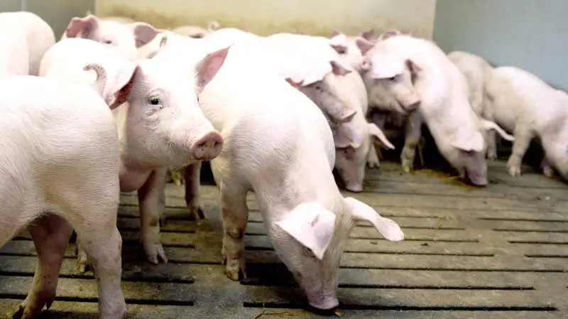 Danish Crown melder uændret pris på slagtesvin for kommende uge. Prisen er 10,80 kroner pr. kg.