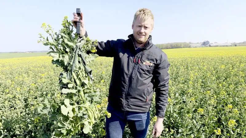 Søren Lykkegaard Hansen kunne ved besøget konstatere, at DK Expansion hos Østergaard Hovedgaard var perfekt trimmet med 4,95 kilo biomasse pr. kvadratmeter. Ifølge engelske forsøg er cirka fem kilo biomasse pr. kvadratmeter ved begyndende blomstring det helt optimale for vinterraps. Her er den nemlig tilpas tæt til at fange alt sollys ved frøfyldning, men er samtidig ikke for kraftig.