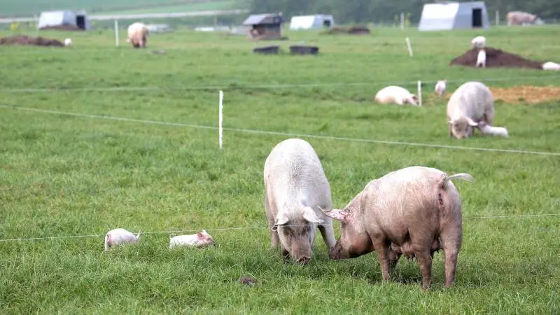 I forslaget, som lige nu er i høring, lægges der op til, at alle bedrifter med grise skal etablere baderum og omklædningsfaciliteter i forrummet til staldene – også ved udendørshold af grise. Det finder Økologisk Landsforening ude af proportioner.