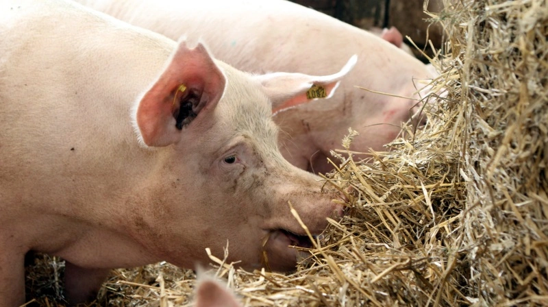 Køb af den ikke-essentielle aminosyre arginin kan være penge ud af vinduet, fremgår det mere eller mindre mellem linjerne i en advarsel fra en svinerådgiver. Arkivfoto: Anne Wolfenberg