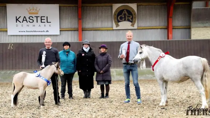 Søsteds Miniature v/Jane og Sabine Friis Jensen i Årslev, tog titlen som reserve-BIS med deres 1 årige Miniaturehest, hoppen Marielunds Ballistics Treasure, mens Best-In-Show gik til Stutteri Gribsvad v/ Benth Olesen med en 2 års Welsh sec. A hoppe, Gribsvads Syren. De to vindere ses sammen med dommerne Iben Tjelum, Vicky Stolberg og Rikke Broge Thomsen.
Foto: Rebecca Thers.