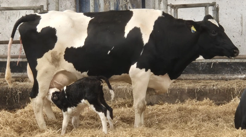 Som del af projektet etableres læringsmiljøer for at udbrede viden om, hvordan man først og fremmest beskytter sin bedrift mod salmonella dublin. Arkivfoto: Tenna Bang