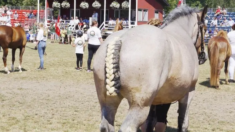 I år bliver der også deltagelse af heste og ryttere fra rytterstafetten ved åbningen af Roskilde Dyrskue. Sidste år blev snakken om hesteherpes pisket op til mere, end det reelt var, mener Helle Lyngfeldt, dyreansvarlig ved Roskilde Dyrskue. Arkivfoto: Henrik Sieben