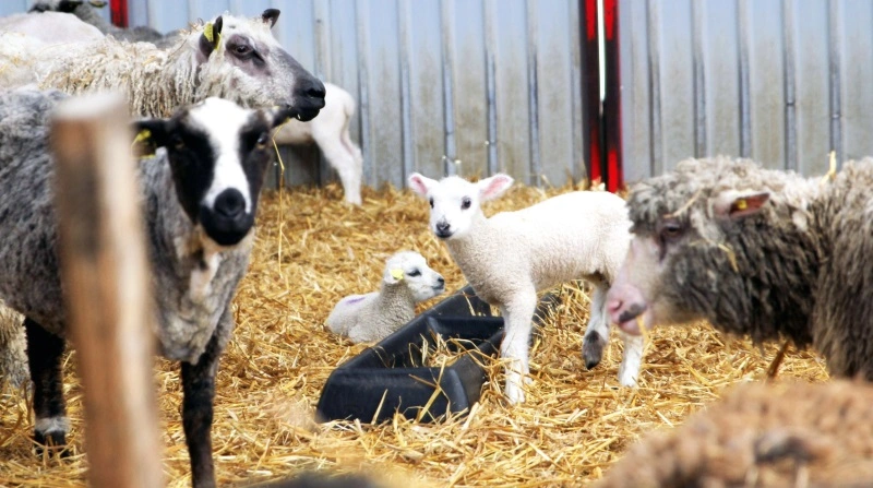 I marts og april får hovedparten af landets 100.000 får således lam, og de danske fåreavlere inviterer igen i år til Fårets Dag. Foto: Jesper Hallgren