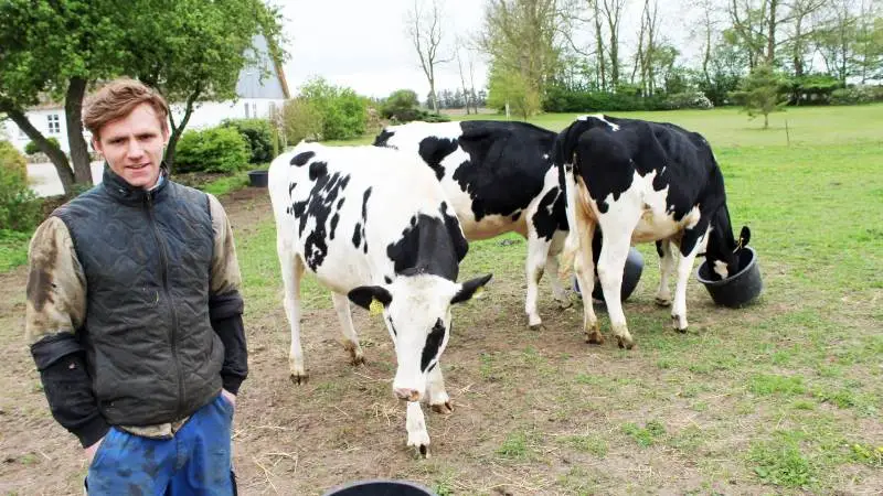 Thomas Hansen fra Højager Holstein ved Rødding, med de tre eksteriør-kvier, der vil kunne ses i forbindelse med Det Sønderjyske Fællesdyrskue. I Aabenraa.