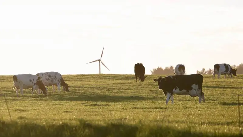 Der er stort flertal blandt Folketingets partier for at indføre klimaregnskaber på danske landbrug. Det viser et rundspørge, som Økologisk Landsforening har foretaget.