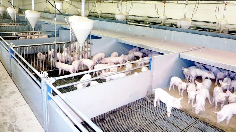 Det er blandt andet ventilationsanlæg til svinestalde, KJ Klimateknik producerer og sælger. Arkivfoto