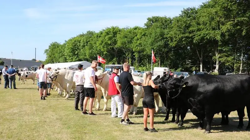 Dyr stjæler en del af interessen ved Fjerritslev Dyrskue. Således også i 2018, hvor billedet her stammer fra.