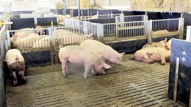 Resultatet i slagtesvineproduktionen faldt i 2018 til minus 32 kroner pr. slagtesvin for gruppen af store producenter og minus 69 kroner pr. slagtesvin for de mindste producenter, fremgår det af den nye udgave af Business Check Svin.