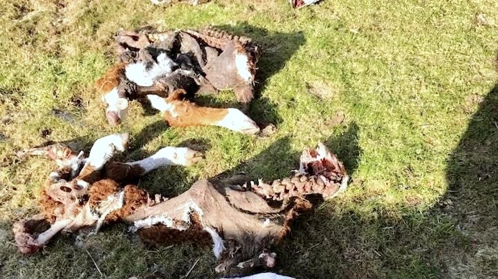 Antallet af ulveangreb har været stigende det seneste år. Det har kostet adskillige husdyr livet. Arkivfoto