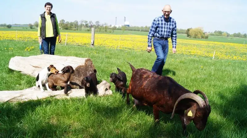 For nylig fik en af gården boergede trillinger. Den »brogede« er familiens hund. Foto: Henrik Sieben