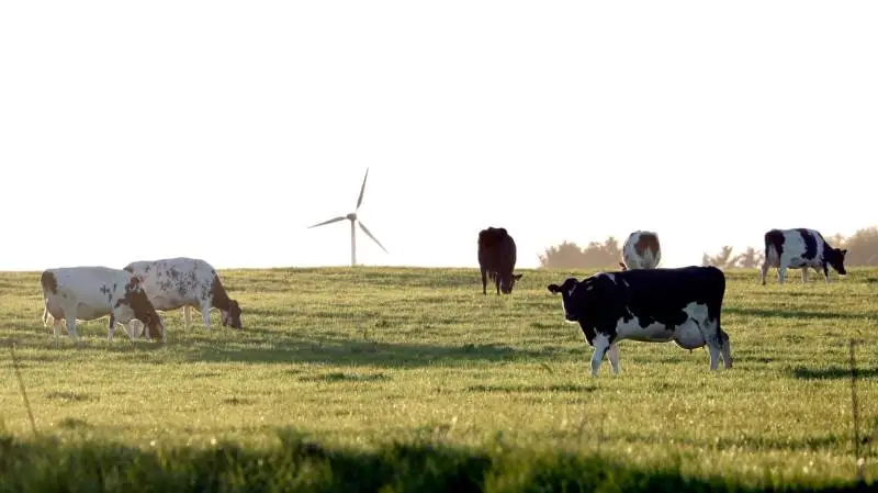 En rundspørge blandt de danske politiske partier afslører et flertal for klimaregnskaber for danske landbrug.