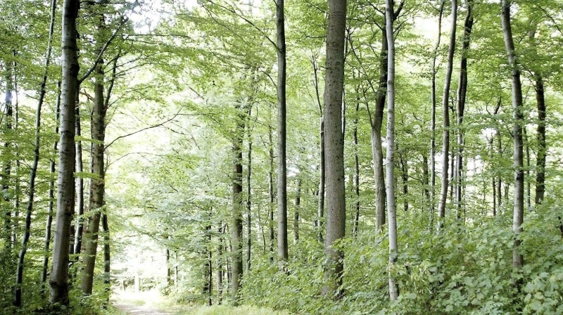 Danmarks skovareal skal øges. Og der kan søges tilskud til processen. Arkivfoto